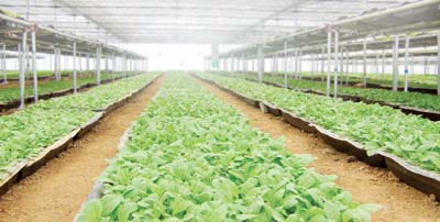 贵州毕节烟草公司采用我公司发热电缆育苗